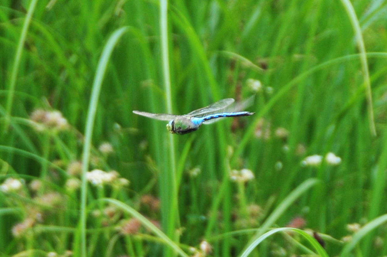 Libellula in volo: Anax imperator